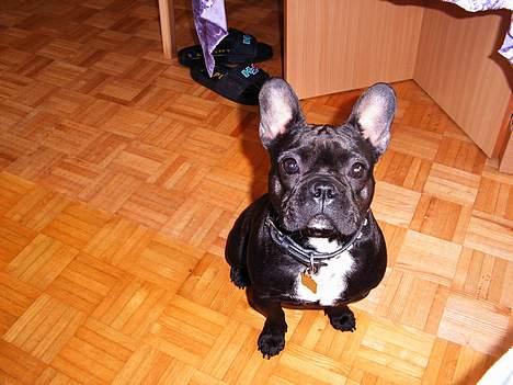 Fransk bulldog Futte - ja ja kigger jo ind i cameraet billede 6