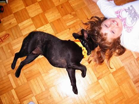 Fransk bulldog Futte - er bare så viiiiild med langt hår.... billede 7