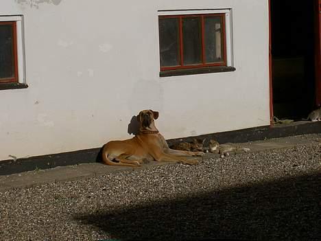 Grand danois great danes Ingha - Ingha i gården år 2005 billede 12