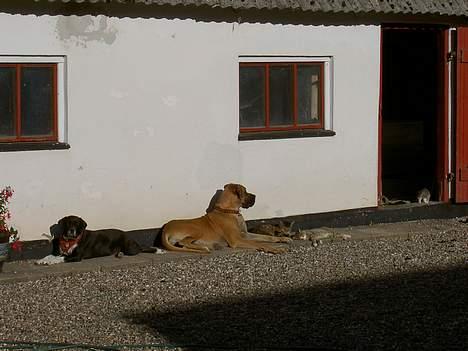 Grand danois great danes Ingha - Ingha i gården år 2005 billede 13