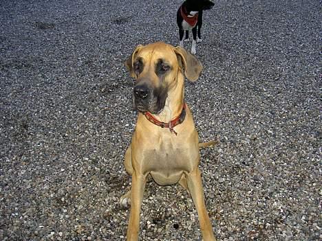 Grand danois great danes Ingha - Ingha i gården år 2005 billede 14