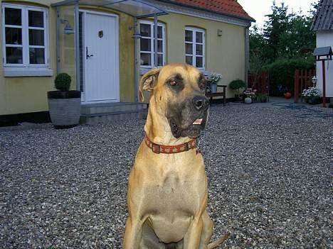 Grand danois great danes Ingha - Ingha i gården år 2005 billede 15