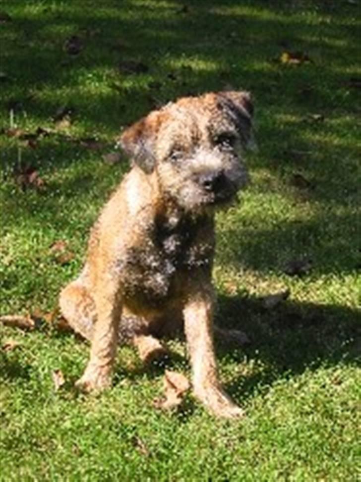 Border terrier DKAGCH, SP3  "Milou" - I am to hot !! billede 9