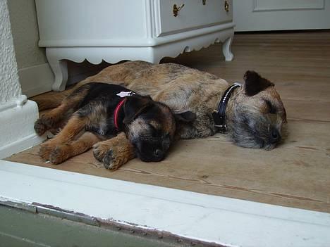 Border terrier DKAGCH, SP3  "Milou" - Zzzzzz.... billede 10