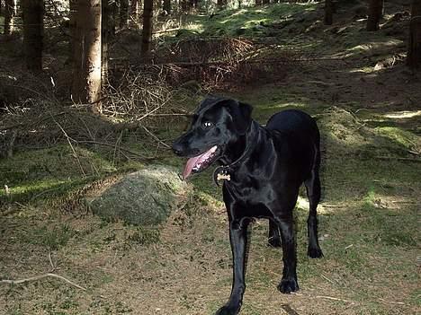 Labrador retriever Tulle - Tulle på Bornholm 2005. billede 7