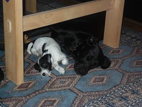 Labrador retriever Tulle - Tulle og Molly på 12 uger. billede 8