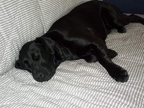 Labrador retriever Tulle billede 10
