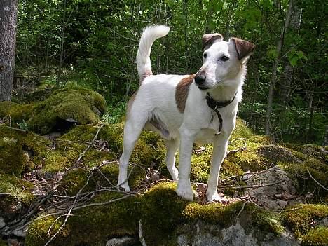 Glathåret foxterrier Hobbi  - Hobbi i sverige! billede 20
