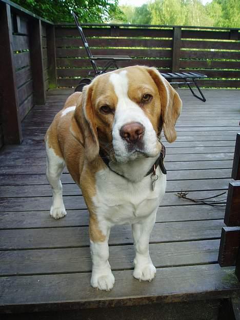 Beagle Percy - Percy sommeren 2005 billede 10