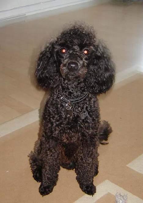 Dværgpuddel Balloo - Billedet er desværre en smule rystet, men sådan så han ud i forgårs :) ..  Billedet er rystet, fordi det er taget i en mørk stue, og kameraet kompenserer for det manglende lys ved flere billeder... eller sådan noget hehe :) billede 7