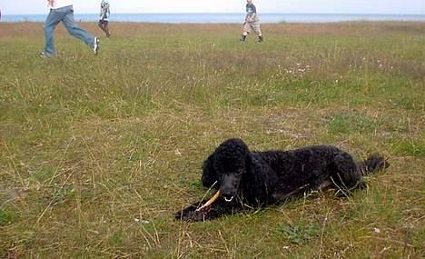 Dværgpuddel Balloo - God pind at tygge i .. mmmmm :) billede 8