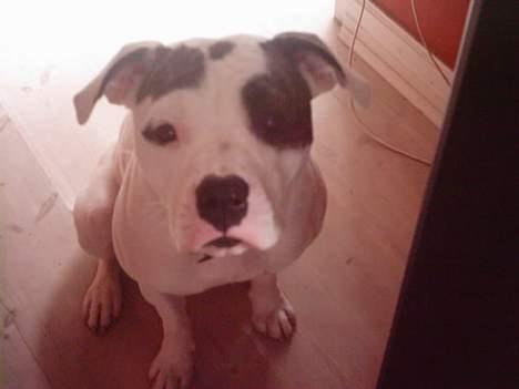 Amerikansk bulldog cleo - må jeg ikke godt få noget mad.. billede 6