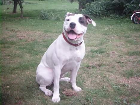 Amerikansk bulldog cleo - hi..vov vov..hihi... smiler jeg ikke fint billede 7