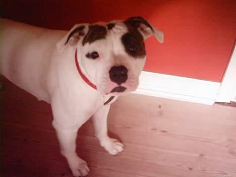 Amerikansk bulldog cleo billede 8