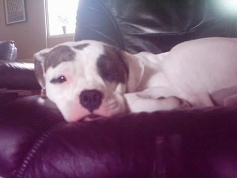 Amerikansk bulldog cleo - jeg sov altså lige. billede 9