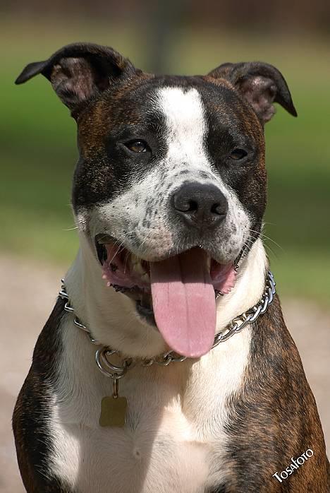 Amerikansk staffordshire terrier Simba - Tosa foto... Velkommen til min profil. billede 1