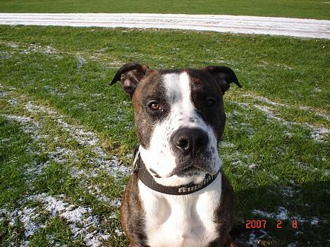 Amerikansk staffordshire terrier Simba - heeej heej billede 2