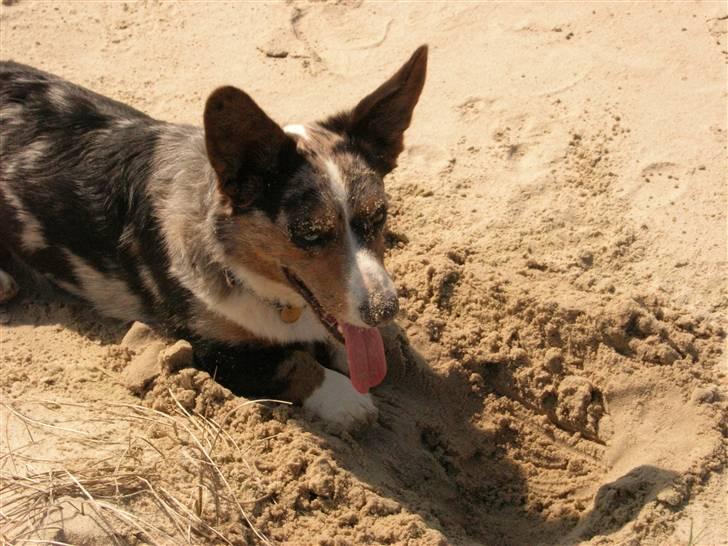 Welsh corgi cardigan Basse (Blue Merl) billede 11