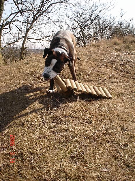 Amerikansk staffordshire terrier Simba - Grusgraven er et dejligt sted... Her guffer simba lige i lidt træ.. billede 3