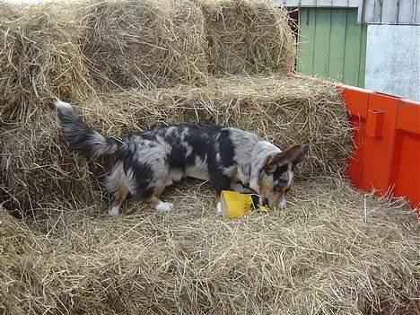 Welsh corgi cardigan Basse (Blue Merl) billede 12