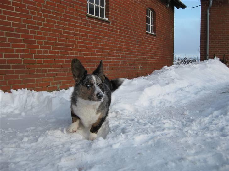 Welsh corgi cardigan Basse (Blue Merl) - mig og to af mine lege kammerater billede 13