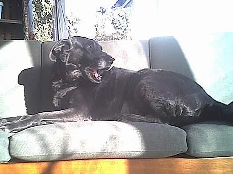 Labrador retriever amanda billede 1