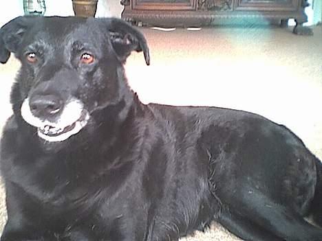 Labrador retriever amanda billede 2