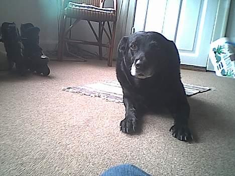 Labrador retriever amanda billede 3