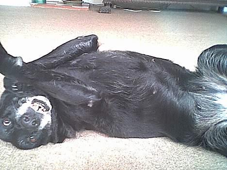 Labrador retriever amanda billede 4