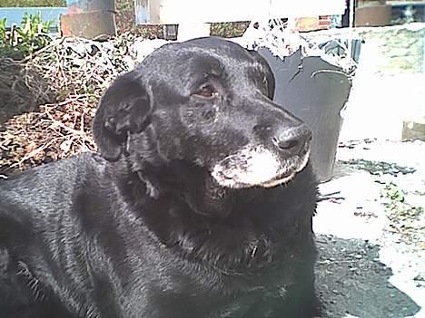 Labrador retriever amanda billede 5