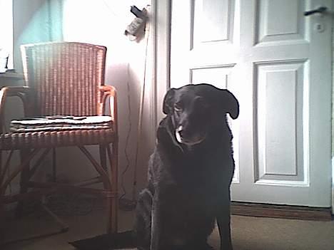 Labrador retriever amanda billede 6