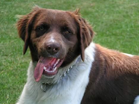 Kleiner münsterländer Basso - Det er altid godt med lidt gras i munden... :P - Haft ham i 1 år ca. billede 2