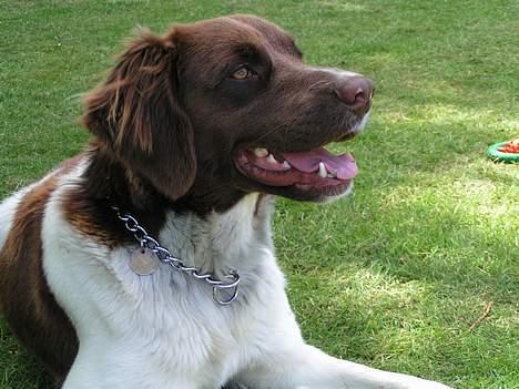 Kleiner münsterländer Basso - får du lige lidt sol på panden Haft ham i ca. 1 år. billede 3