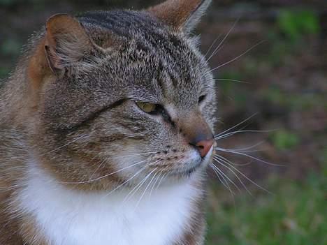 Kleiner münsterländer Basso - Ved godt det ikke er en hund, men det er vores elskede kat Sprinter, han er næææsten ven med Basso nu! billede 4