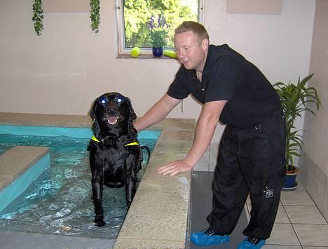 Labrador retriever Scully -  R.I.P - Jeg elsker at være til svømning med far! billede 1