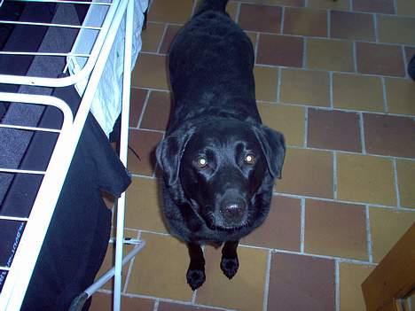 Labrador retriever Scully -  R.I.P - Det var ikke mig der spiste det.... billede 2