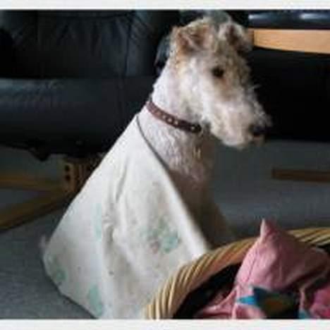 Ruhåret foxterrier Pjevs - uHHH der er lidt koldt billede 11