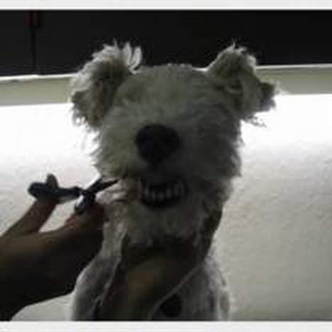 Ruhåret foxterrier Pjevs - haha bare kom an billede 12