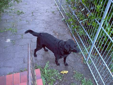 Labrador retriever Scully -  R.I.P - Lækkert med frisk luft. billede 3