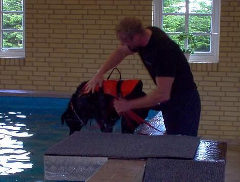 Labrador retriever Scully -  R.I.P - Skal vi ikke have en tur mere? billede 4