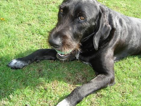 Ruhåret hønsehund Valde - min elskede Valde! <´33 ! billede 1
