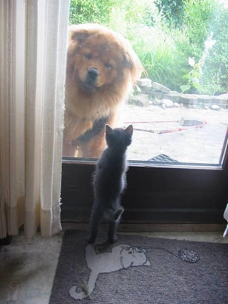 Blanding af racer Bertha - mor luk mig ind! katten holder døren! mooaaar! billede 14