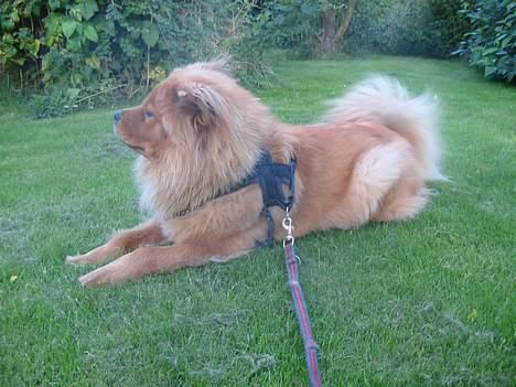 Blanding af racer Bertha - så tar vi en slapper billede 15