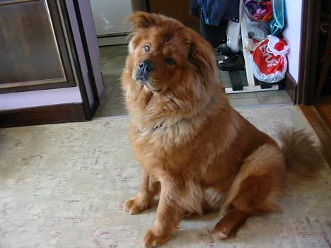 Blanding af racer Bertha - hvis vi nu ser rigtig sød ud, sa kan det være jeg får en godbid:p billede 16