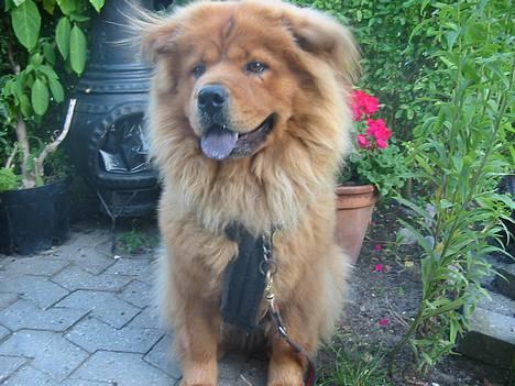 Blanding af racer Bertha - så er det modeltid billede 17