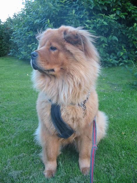 Blanding af racer Bertha - de pokkers katte..! se mor! de jagter hønsene billede 18