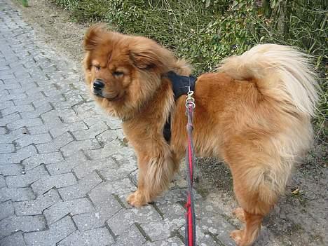 Blanding af racer Bertha - kom nu mooor! vi har ikke tid til det der! billede 19