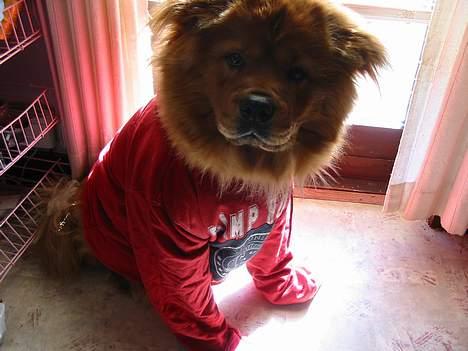 Blanding af racer Bertha - så, nu har jeg fået tøj på!! kan vi så gå nu..? billede 20