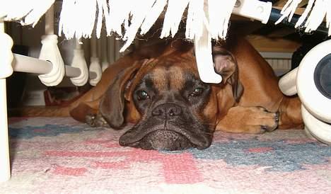 Boxer Bølle - 2005 billede 11