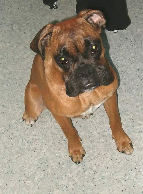 Boxer Bølle - 2005 billede 12